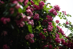花の館