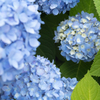 紫陽花の季節