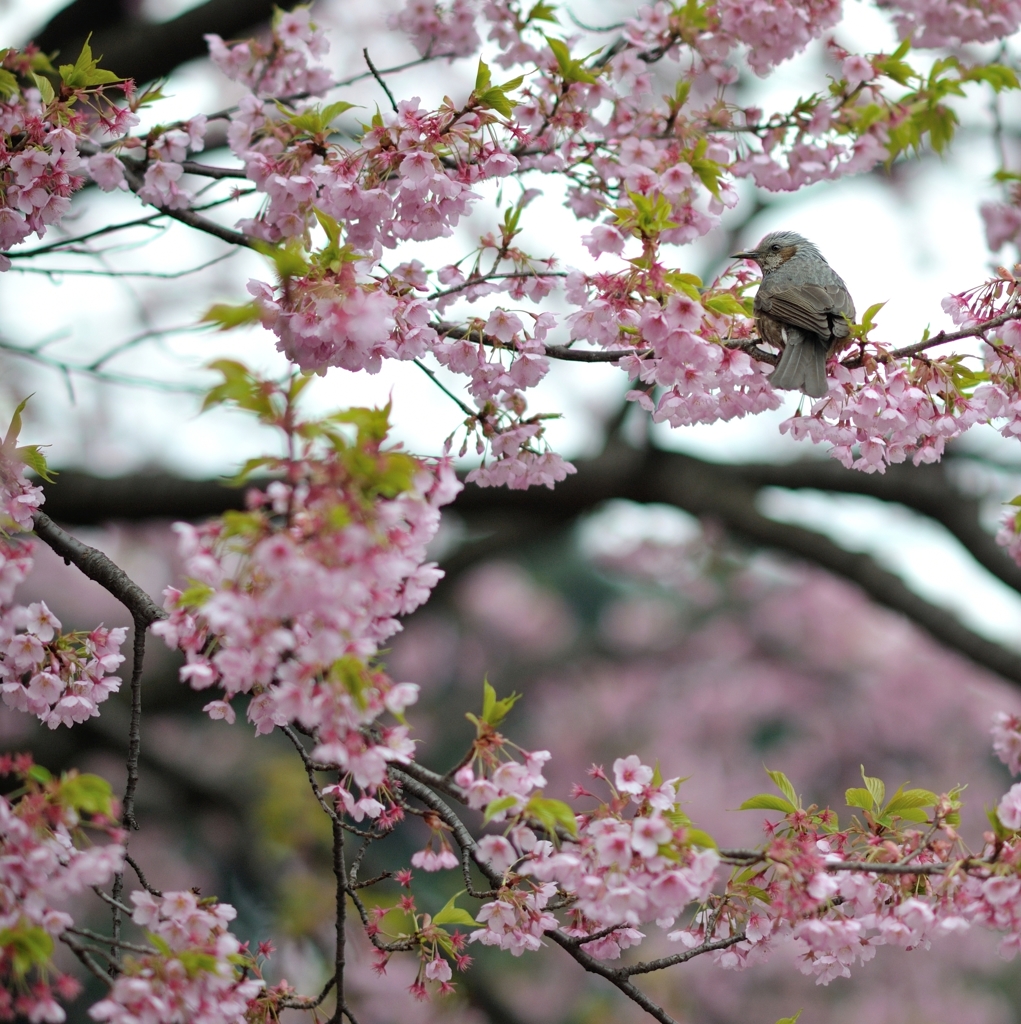 鵯寒桜