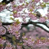 鵯寒桜