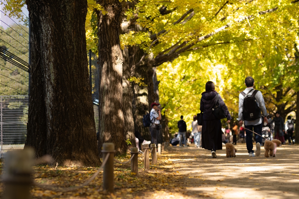 autumn for tokyoites 2023