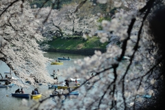 spring for tokyoites 2019