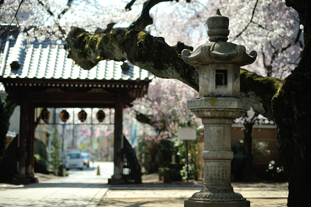 spring for tokyoites 2019