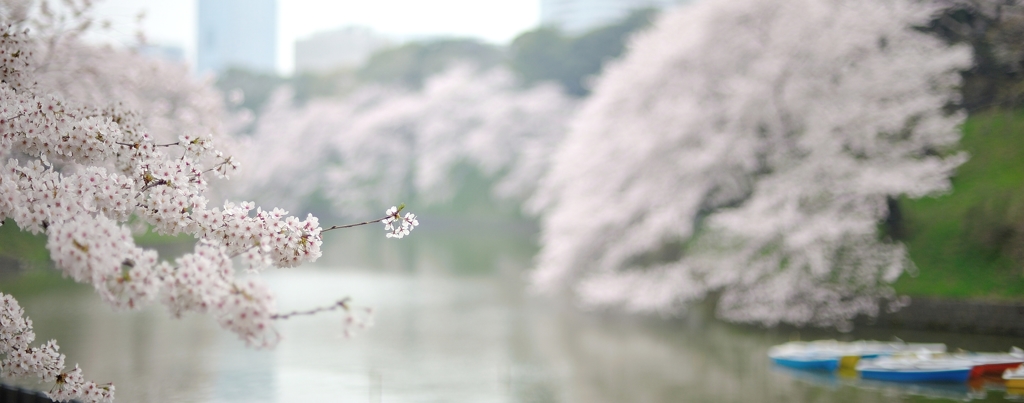 the Chidorigafuchi Moat