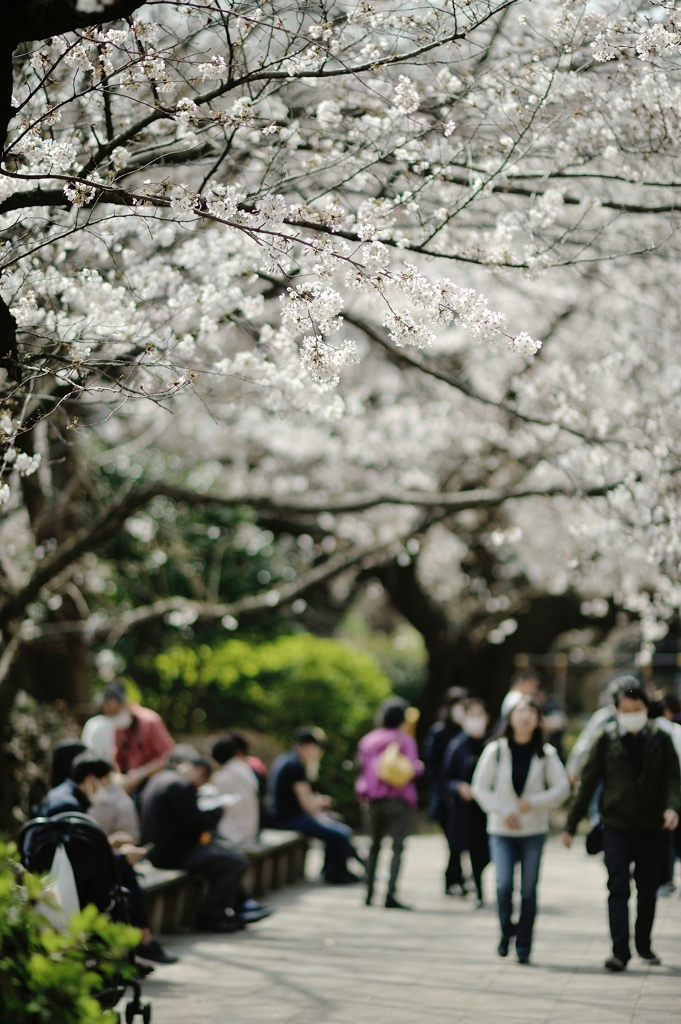 spring for tokyoites 2020
