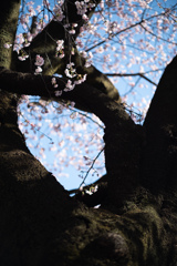 spring for tokyoites 2026