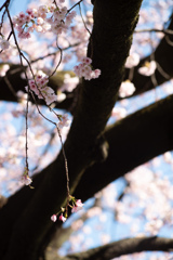 spring for tokyoites 2026