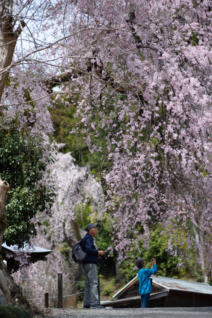 spring for tokyoites 2024