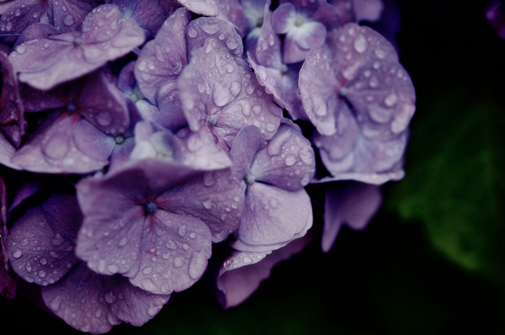 雨あがり