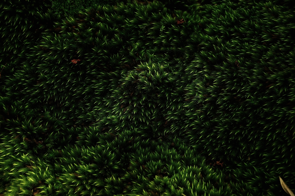 deep-green rug
