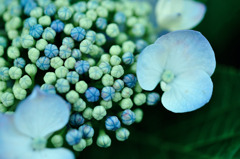 flowers 1