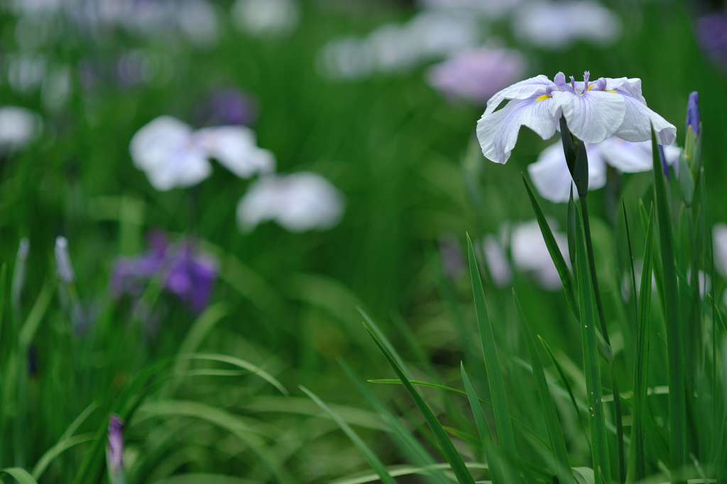 花菖蒲