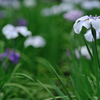 花菖蒲