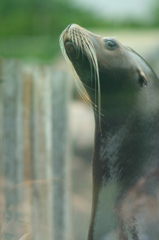 california sea lion