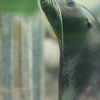 california sea lion