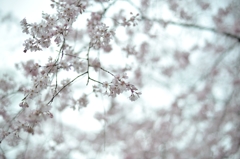 spring for tokyoites