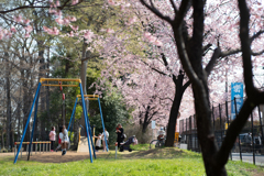 spring for tokyoites 2025