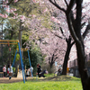 spring for tokyoites 2025
