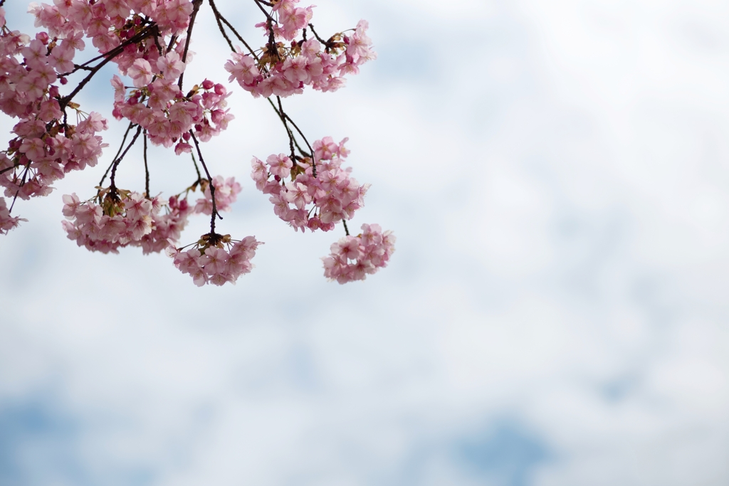 spring for tokyoites 2025