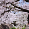 夙川の春