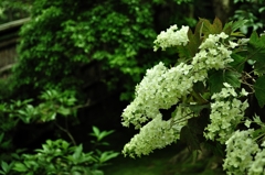 祇王寺の花