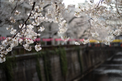 spring for tokyoites 2025