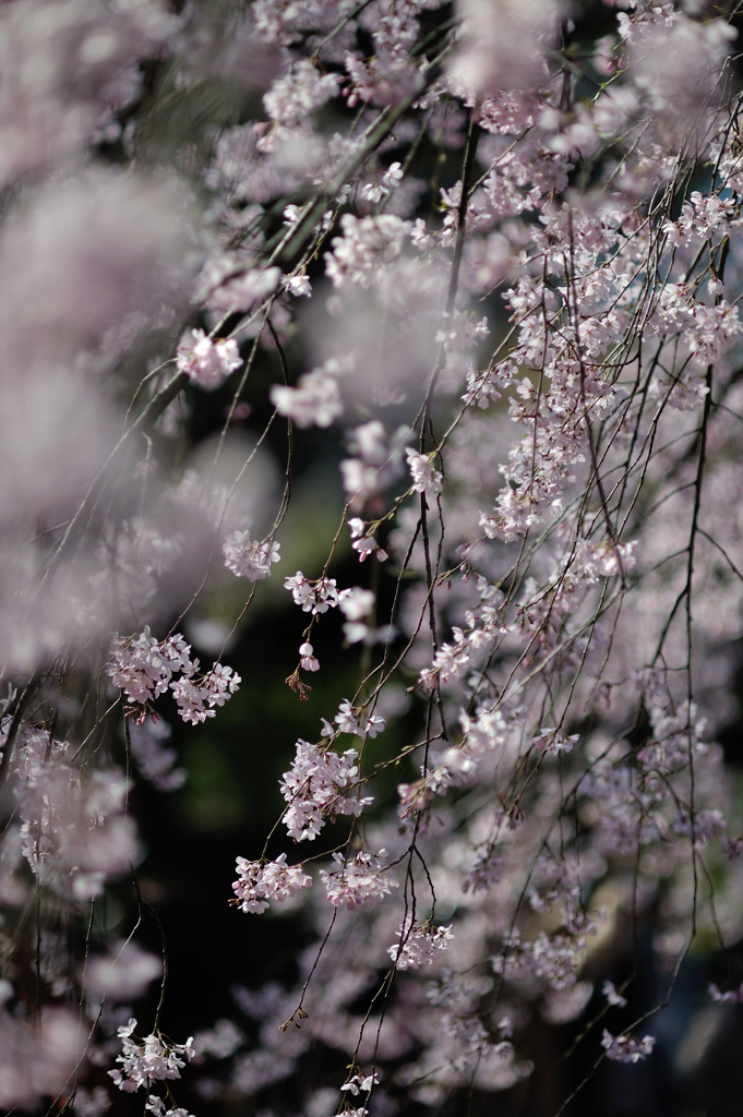 spring for tokyoites 2019