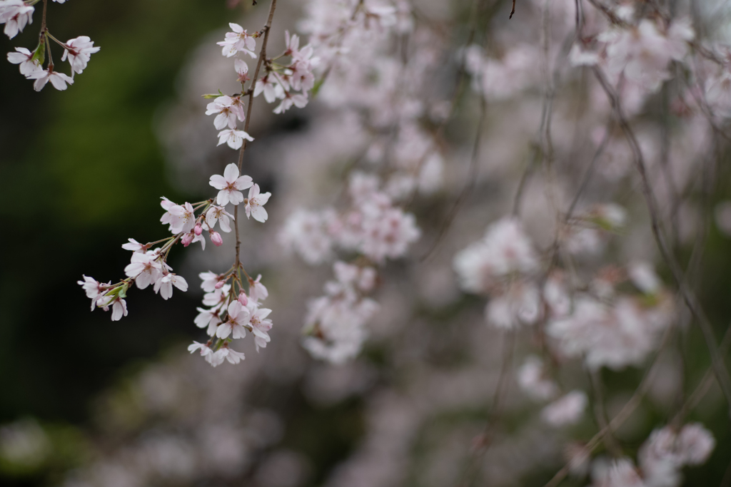 spring for tokyoites 2024
