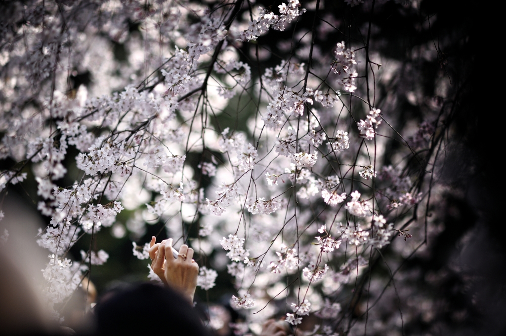 spring for tokyoites