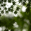 葉紅葉の季節