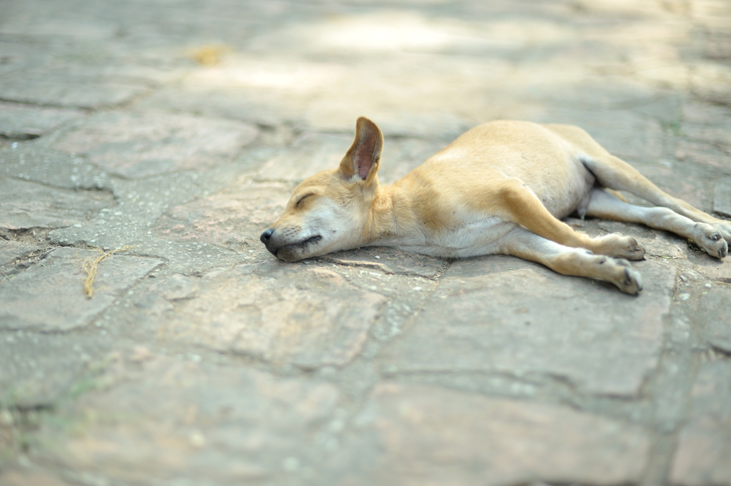 zzz...
