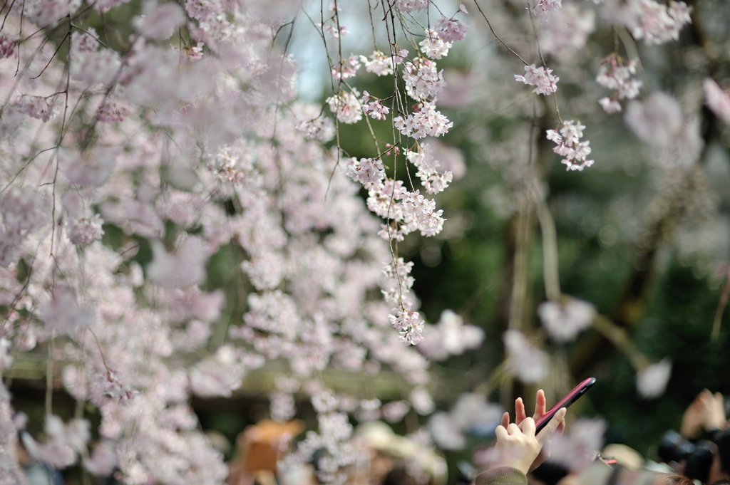 spring for tokyoites