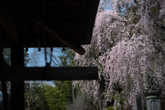 spring for tokyoites 2026