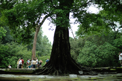a big tree
