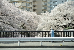 spring for tokyoites 2018