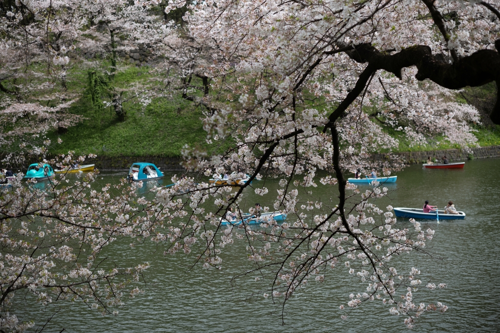 spring for tokyoites 2023