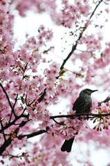 a bird in spring