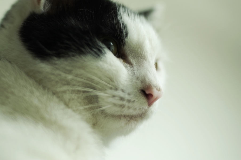tokyo cat