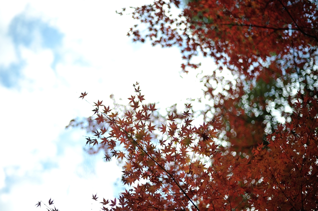 autumn floating