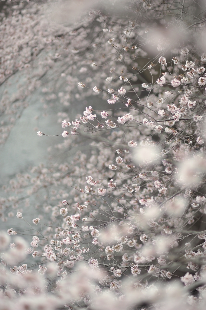 spring for tokyoites 2022