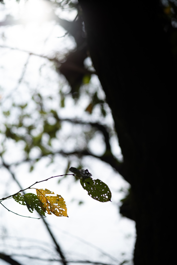 autumn for tokyoites 2023