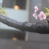 spring for tokyoites 2024