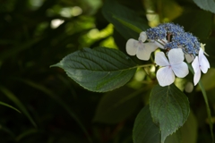 紫陽花の季節