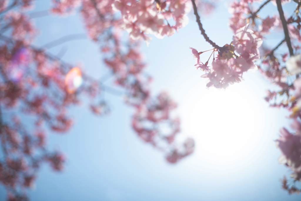 spring for tokyoites 2025