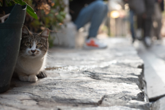 streets for cats