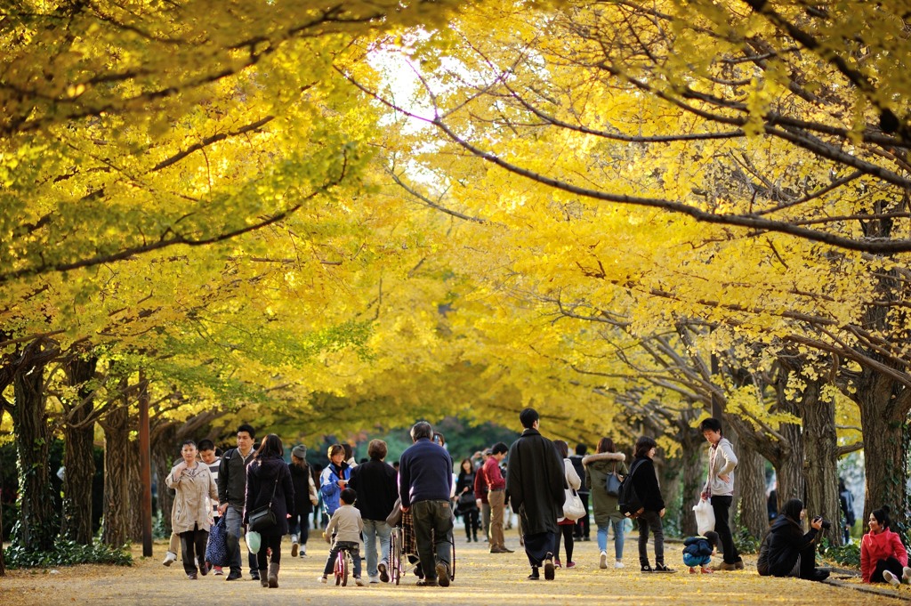 東京銀杏日和