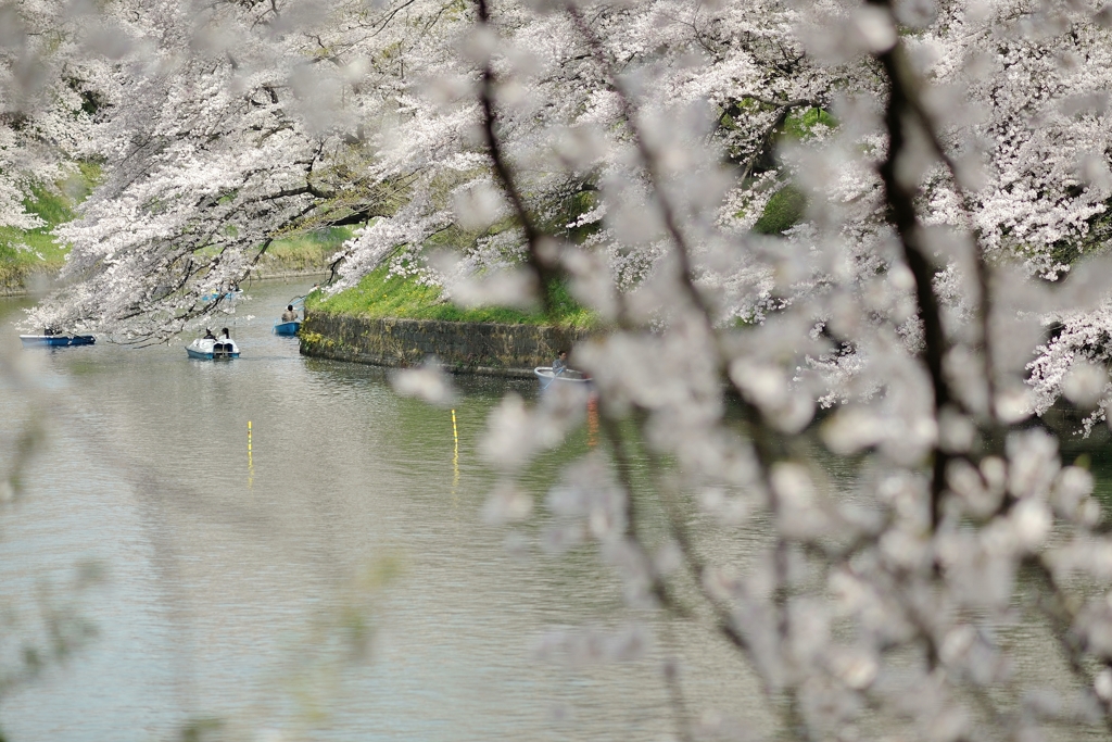 spring for tokyoites