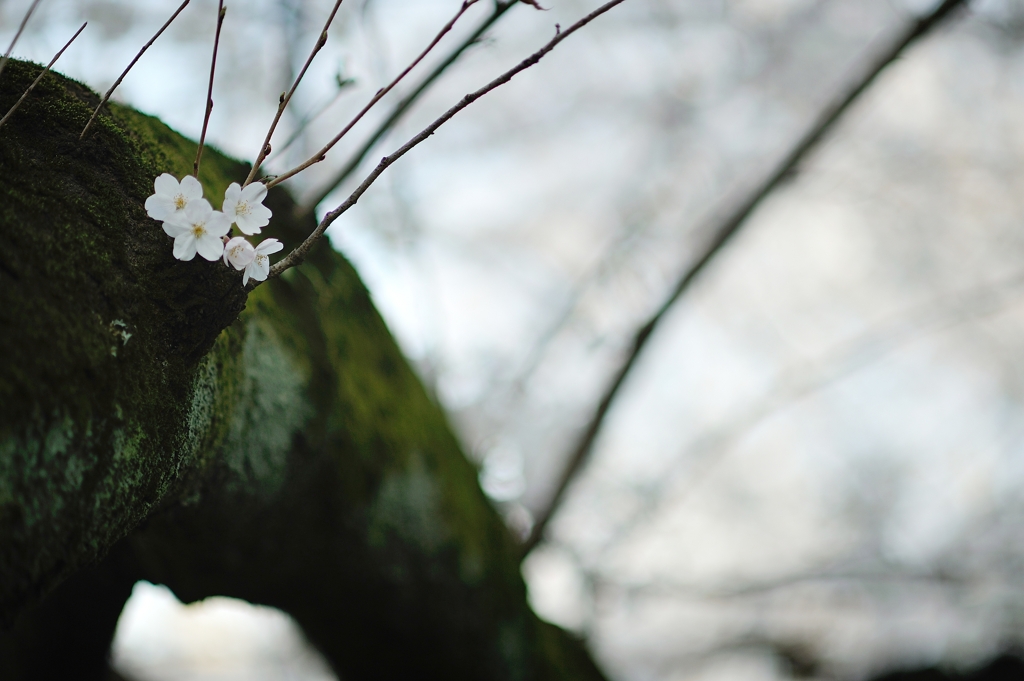 spring for tokyoites 2020