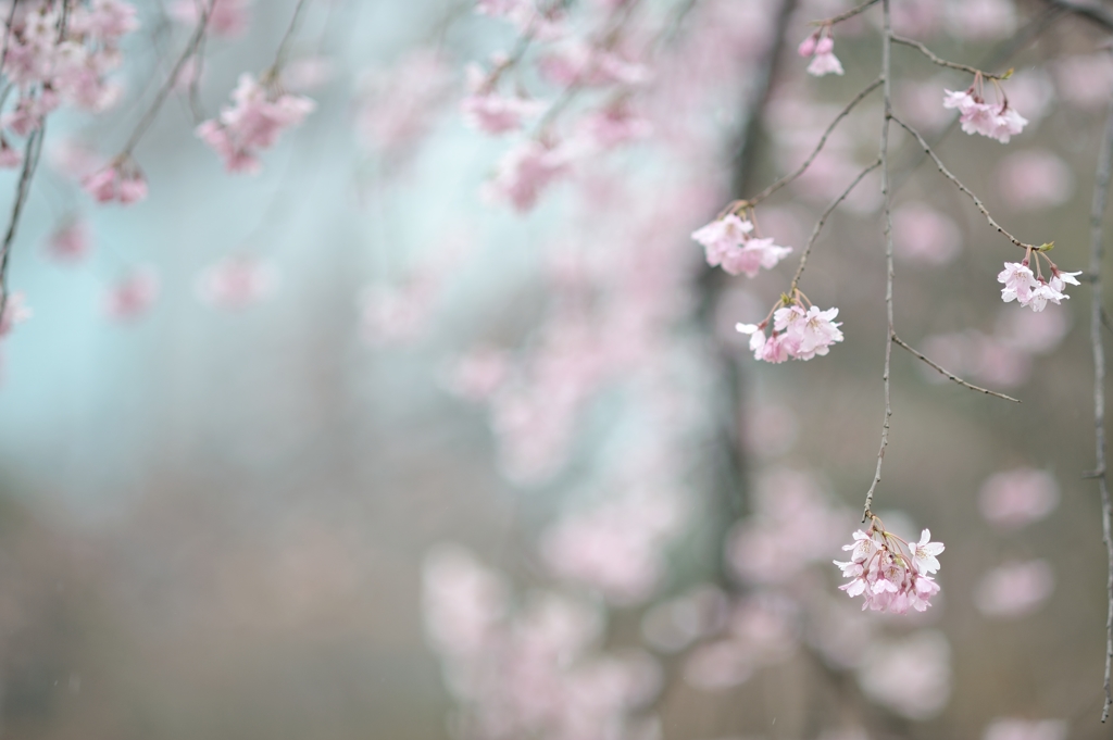 spring for tokyoites 2017