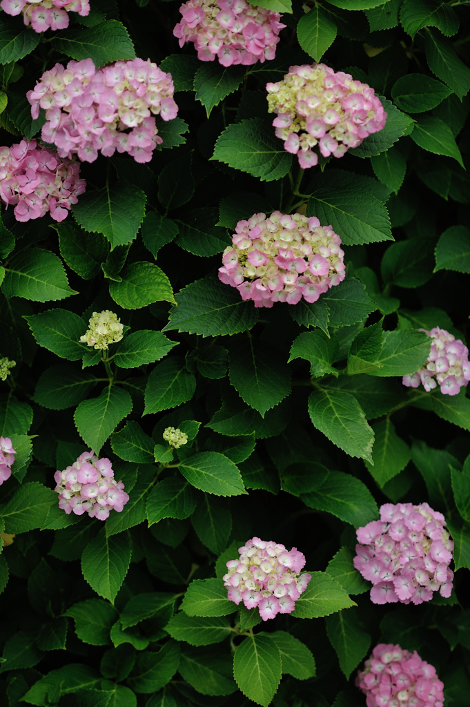 極楽寺の紫陽花